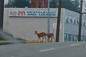 deer in town