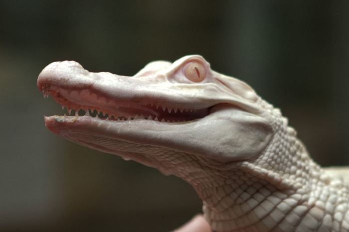 aligator albinos
