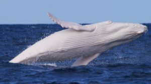 baleine-albinos02